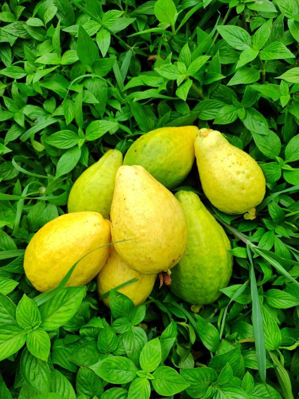 Cabana Wiwa Tayrona Los Naranjos Eksteriør bilde