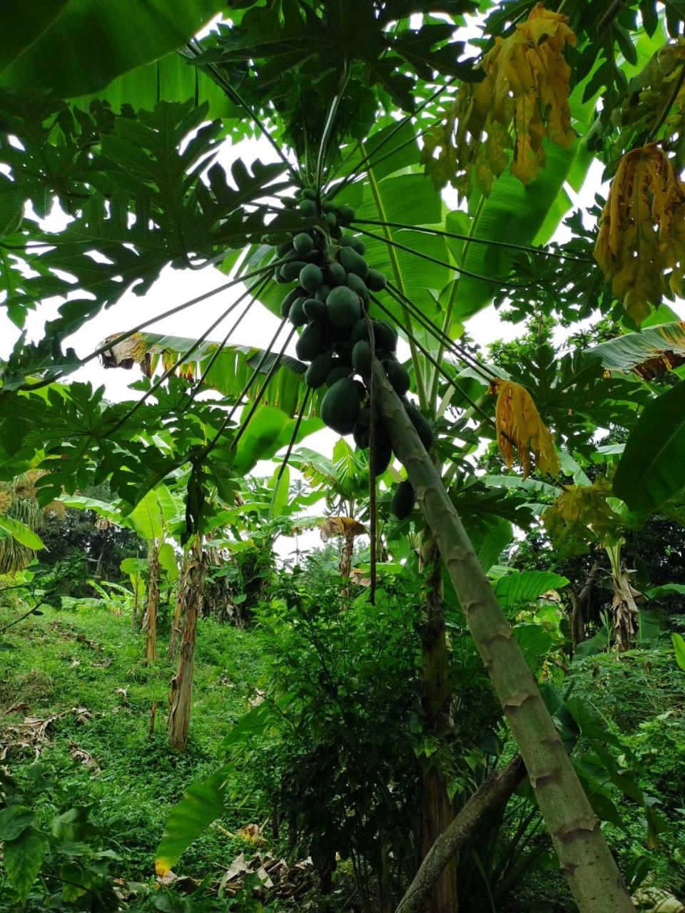 Cabana Wiwa Tayrona Los Naranjos Eksteriør bilde