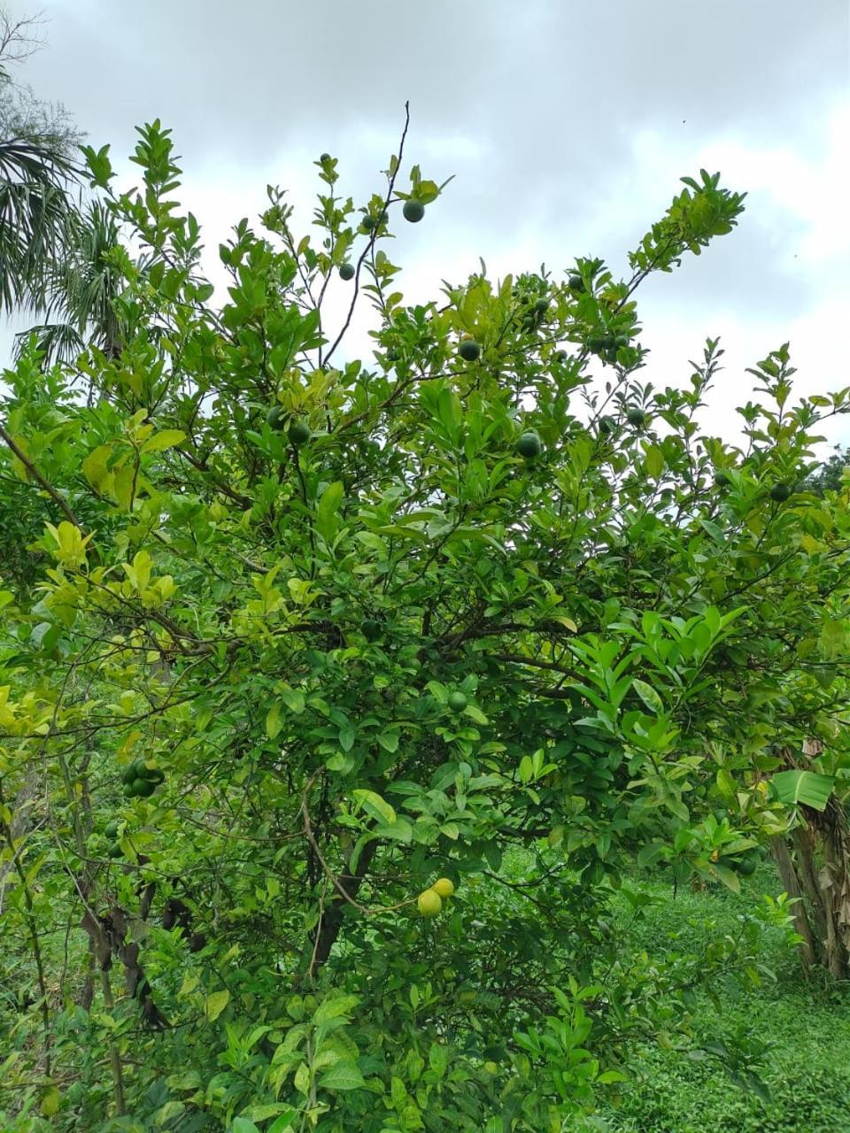 Cabana Wiwa Tayrona Los Naranjos Eksteriør bilde
