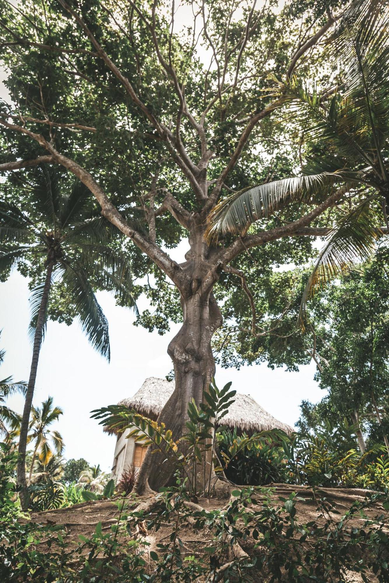 Cabana Wiwa Tayrona Los Naranjos Eksteriør bilde